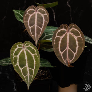 Anthurium 'Michelle' by DocBlock®  *Grower's Choice*
