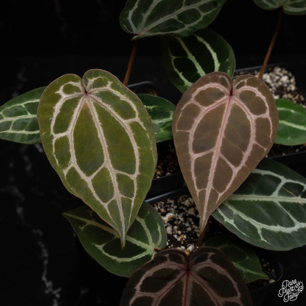 Anthurium 'Michelle' by DocBlock ®  *Growers choice*