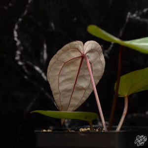 Anthurium 'Michelle' by DocBlock®  *Grower's Choice*