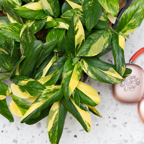 Monstera Standleyana Aurea Variegated *Grower's Choice*