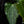Anthurium 'Delta Force' *Grower's Choice*