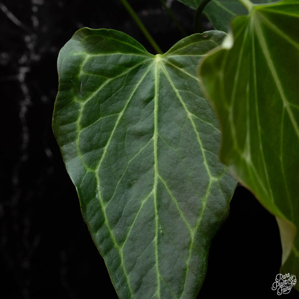 Anthurium 'Delta Force' *Grower's Choice*