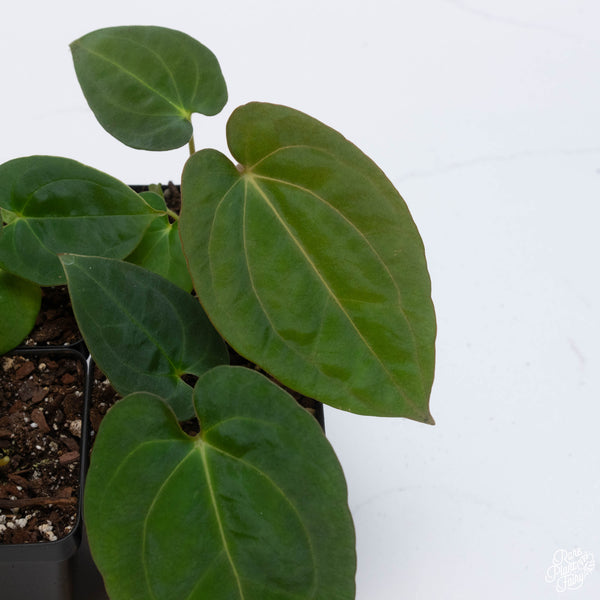 Anthurium carlablackiae x papillilaminum *Grower's Choice*