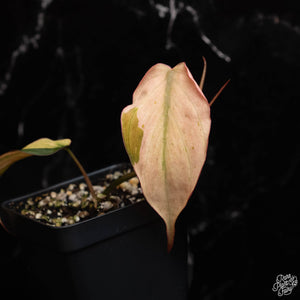 Philodendron micans mint variegated *Grower's Choice*