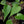 Anthurium 'Delta Force' *Grower's Choice*