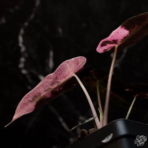 Alocasia 'Bambino' pink variegated *Grower's Choice*