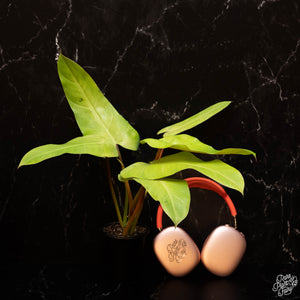 Philodendron 'Whipple Way' *Grower's Choice*