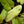 Philodendron 'Whipple Way' *Grower's choice*