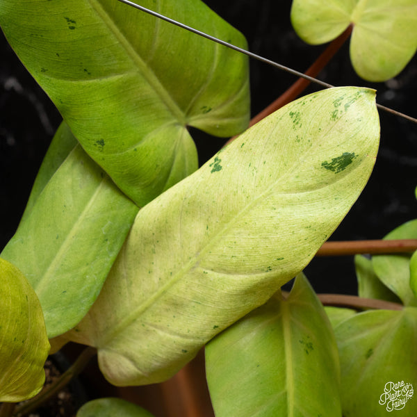 Philodendron 'Whipple Way' *Grower's choice*
