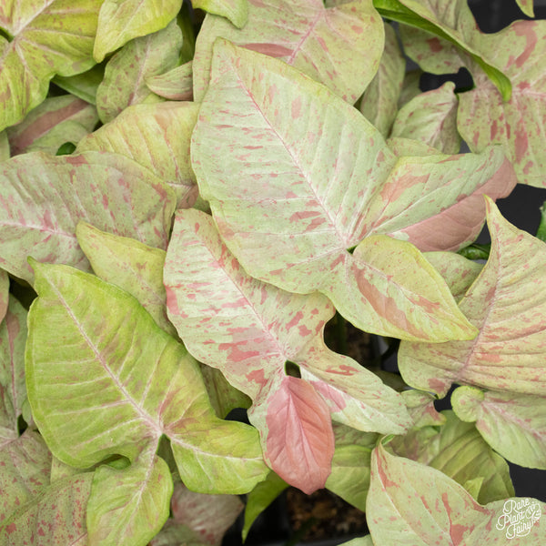 Syngonium 'Pink Spot' *Grower's Choice*