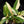 Kaempferia galanga variegated aromatic ginger *Grower's choice*