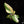 Kaempferia galanga variegated aromatic ginger *Grower's choice*
