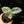 Alocasia 'Silver Dragon' aurea variegated *Grower's Choice*