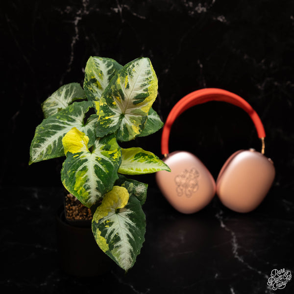 Syngonium 'Scrambled Eggs' *Grower's Choice*