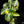 Syngonium 'Scrambled Eggs' *Grower's Choice*