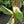 Monstera Laniana Mint/Albo Variegated *Grower's Choice*
