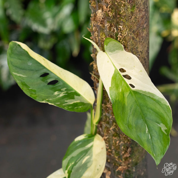 Monstera Laniana Mint/Albo Variegated *Grower's Choice*
