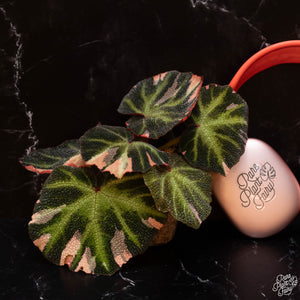Begonia Soli-mutata variegated (Sun-changing Begonia) *Growers Choice*
