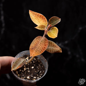 Anoectochilus roxburghii hayata 'Hong Sia' jewel orchid *Grower's Choice*