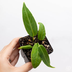 Anthurium warocqueanum 'Queen Anthurium' *Grower's Choice*