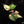 Fallopia multiflora variegated *Grower's Choice*