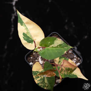 Fallopia Multiflora Pink Variegated