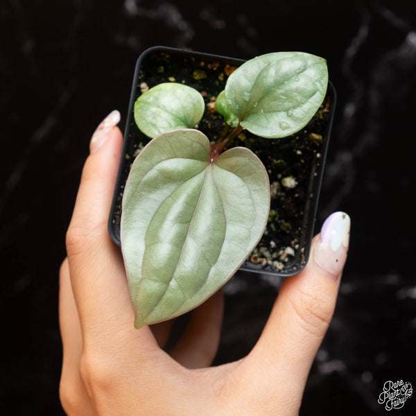 Anthurium luxurians 'Platinum' *Grower's Choice*