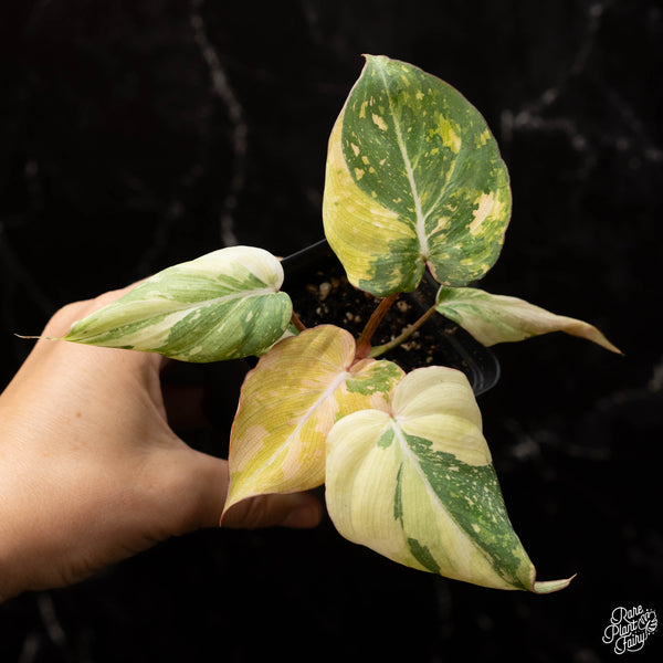 Philodendron gloriosum variegated *type 2* *Grower's Choice*