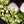 Hoya heuschkeliana inner variegated *Grower's Choice*
