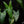 Alocasia longiloba variegated *Grower's choice*