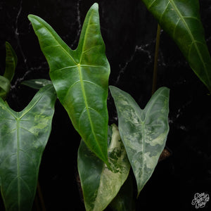Alocasia longiloba variegated *Grower's Choice*