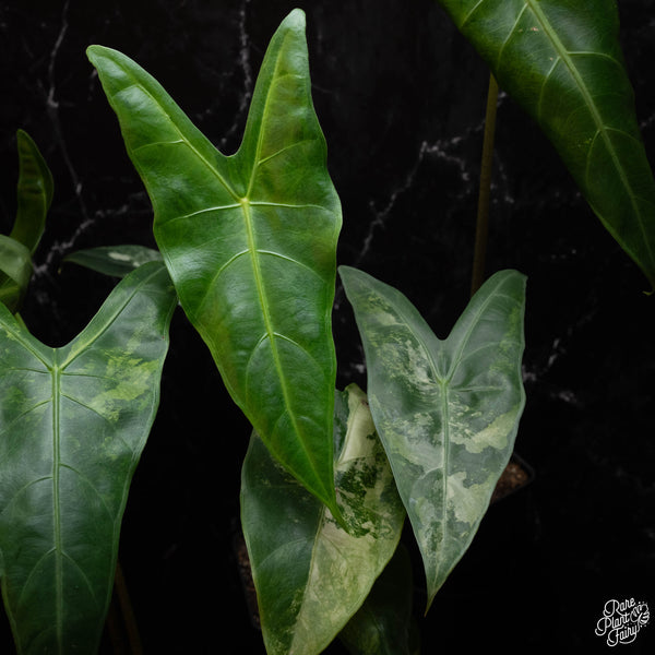 Alocasia longiloba variegated *Grower's choice*