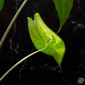 Alocasia longiloba variegated *Grower's Choice*