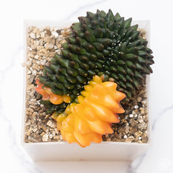 Gymnocalycium mihanovichii Inermis Cristata ‘Spineless’ variegated cactus