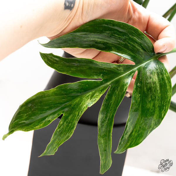 Rhaphidophora Decursiva Variegated 
(Dragon's Tail) *Grower's choice*