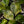 Alocasia 'Uhinkii' variegated (previously Alocasia wentii) *Grower's choice*