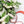 Syngonium podophyllum albo variegated *Grower's Choice*