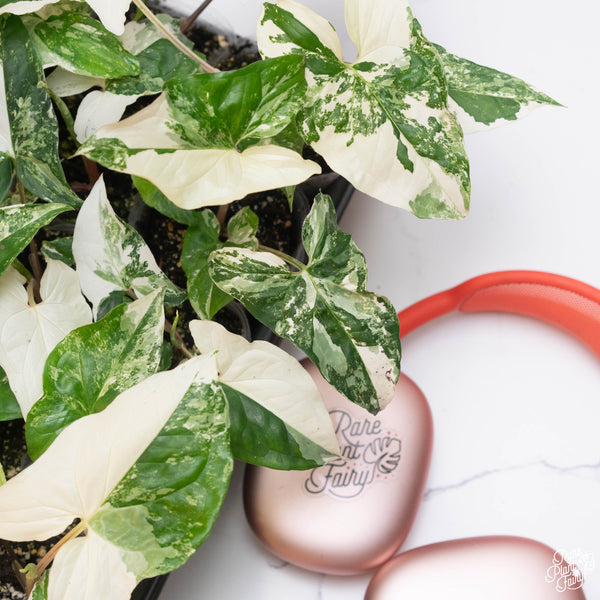 Syngonium podophyllum albo variegated *Grower's Choice*