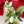 Syngonium podophyllum albo variegated *Grower's Choice*