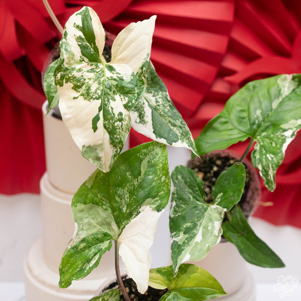 Syngonium podophyllum albo variegated *Grower's Choice*