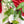 Syngonium podophyllum albo variegated *Grower's Choice*