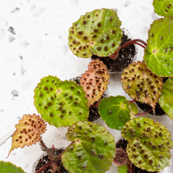 Begonia ferox *Grower's choice*