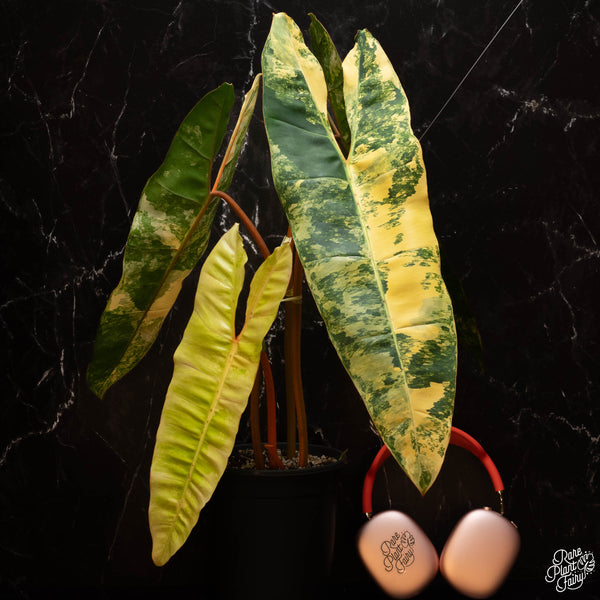 Philodendron billietiae variegated *Grower's choice*