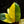 Philodendron 'Jungle Fever' variegated *Grower's choice*