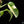 Monstera Laniana Mint/Albo Variegated *Grower's Choice*