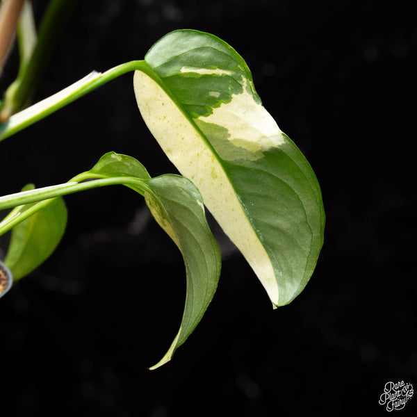 Monstera Laniana Mint/Albo Variegated *Grower's Choice*