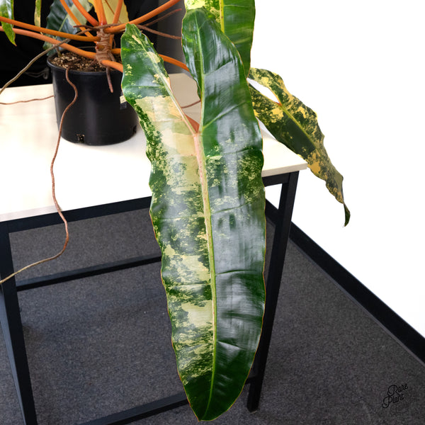 Philodendron 'Billietiae' Variegated (wk45-A) *XXL*