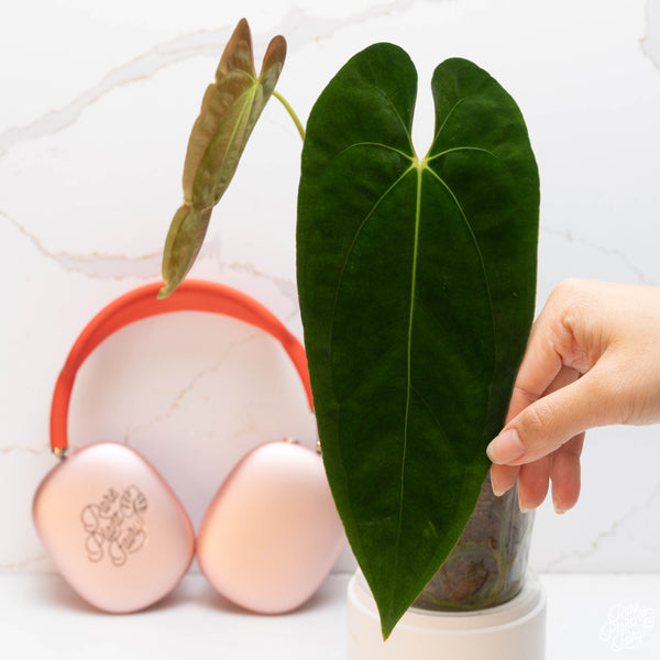 Anthurium papillilaminum Pure Papi (long x long bullet) *Grower's choice*