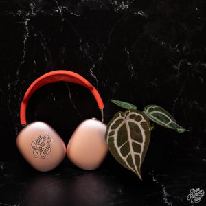 Anthurium Red Crystal '12' x  Michelle '1' by DocBlock® *Grower's choice*