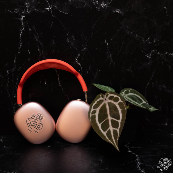 Anthurium Red Crystal '12' x  Michelle '1' by DocBlock® *Grower's choice*